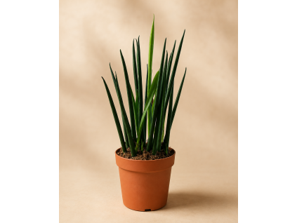 Sansevieria Bacularis Mikado, Ø 10 cm