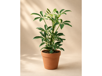Schefflera arboricola 'Moondrop', Ø 8,5 cm