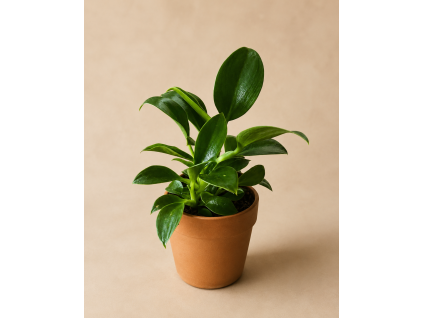 Philodendron 'Green princess', Ø 6 cm