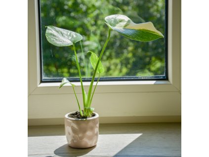 Monstera 'Thai Constellation'