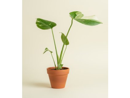 Návrh bez názvu 75