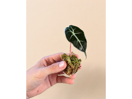 Alocasia 'Polly' - Řízek