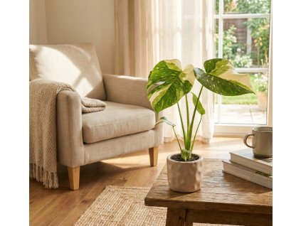 Gemini Generated Image 37hyds37hyds37hy