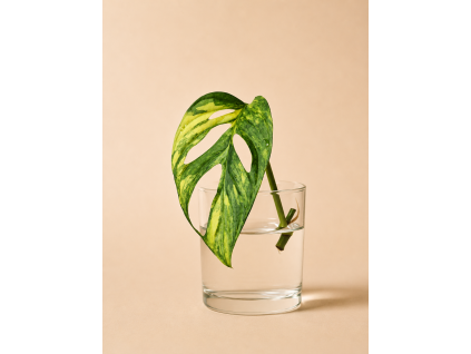 Monstera Variegated Adansonii Aurea – Řízek