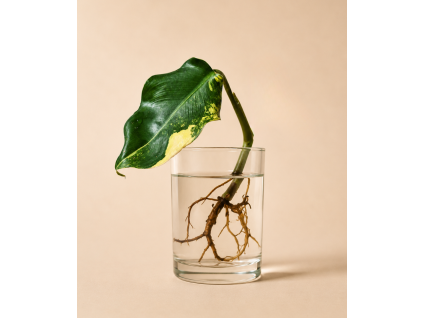 Philodendron Domesticum Variegata - Řízek