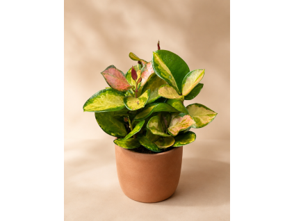 Hoya australis 'Tricolor', Ø 12 cm