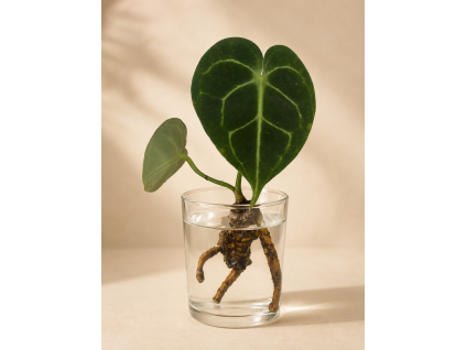 Anthurium clarinervium matuda - Řízek