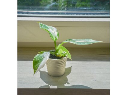 Philodendron 'White Wizard', Ø 6 cm