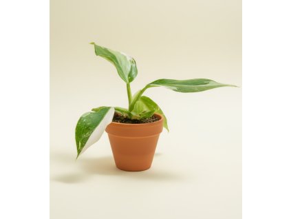 Philodendron 'White Wizard', Ø 6 cm