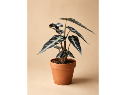 Alocasia 'Polly', Ø 9 cm