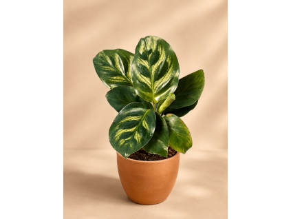 Calathea Makoyana, Ø 6 cm