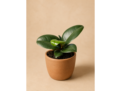Ficus elastica 'Robusta', Ø 6 cm
