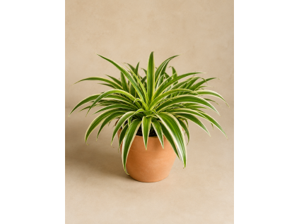 Chlorophytum Comosum Vittatum, Ø 12 cm