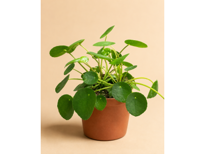 Pilea 'peperomioides', Ø 13 cm