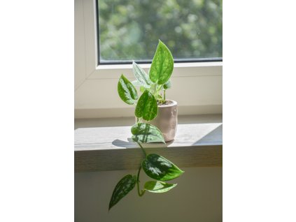 Scindapsus 'Pictus', Ø 6 cm