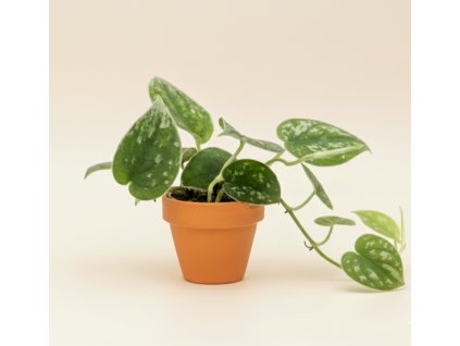 Scindapsus 'Pictus', Ø 6 cm