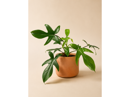 Philodendron Florida Green, Ø 12 cm