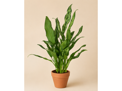 Aglaonema Juliette, Ø 14 cm