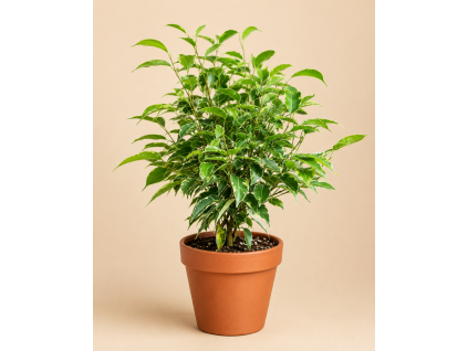 Ficus benjamina Kinky, Ø 12 cm