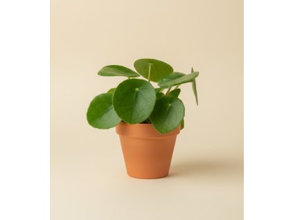 Návrh bez názvu 84