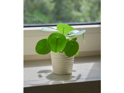 Pilea 'peperomioides', Ø 6 cm