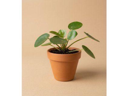 Pilea 'peperomioides', Ø 6 cm