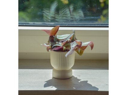 Tradescantia zebrina 'Pink Joy', Ø 6 cm