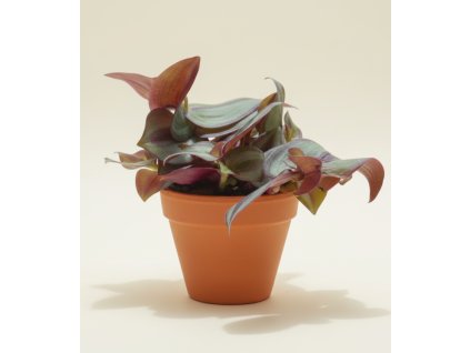 Tradescantia zebrina 'Pink Joy', Ø 6 cm