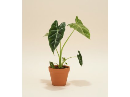 Alocasia 'Frydek', Ø 12 cm