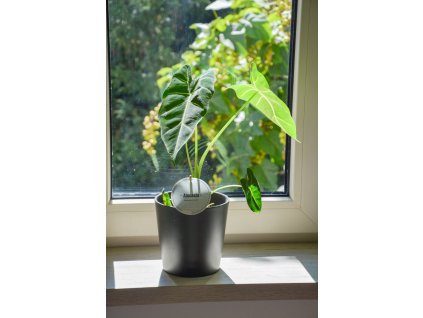 Alocasia 'Frydek'