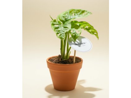 Monstera adansonii 'Mint', Ø 12 cm