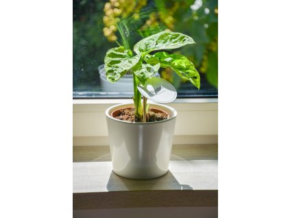 Monstera adansonii MINT