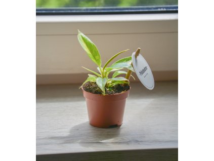 Philodendron 'Ring of Fire', Ø 6 cm