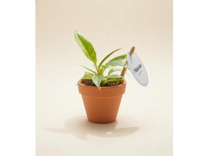 Philodendron 'Ring of Fire', Ø 6 cm