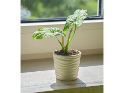 Syngonium 'Mojito', Ø 6 cm