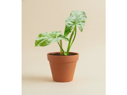 Syngonium 'Mojito', Ø 6 cm