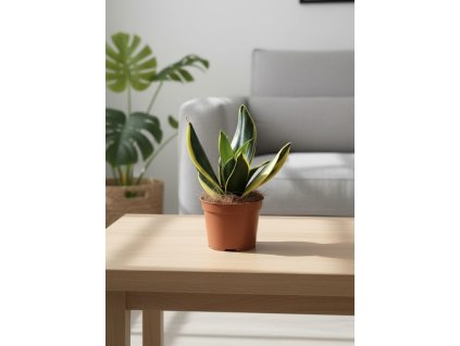 Sansevieria 'Golden Hahnii Black', Ø 6 cm