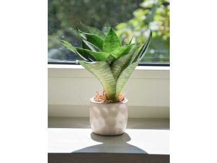Sansevieria trifasciata 'Hahnii', Ø 6 cm