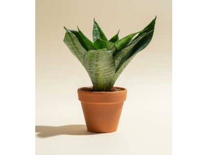 Sansevieria trifasciata 'Hahnii', Ø 6 cm