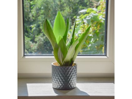Sansevieria trifasciata 'Moonshine', Ø 9 cm