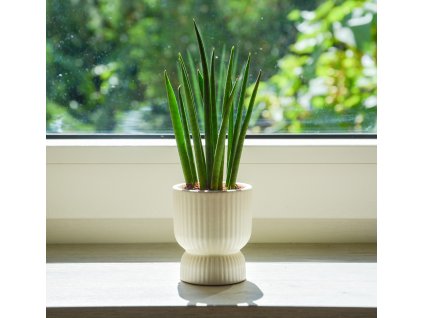 Sansevieria ´Fernwood´, Ø 6 cm