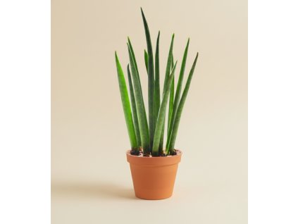 Sansevieria ´Fernwood´, Ø 6 cm