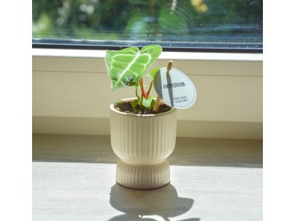 Anthurium 'Clarinervium', Ø 6 cm