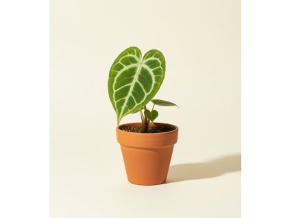 Anthurium 'Clarinervium', Ø 6 cm