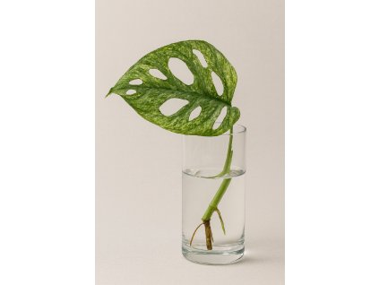 Monstera adansonii Mint - Řízek