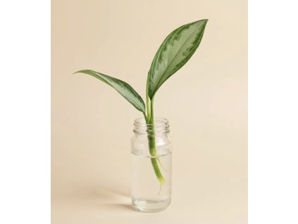 Aglaonema commutatum silver bay - Řízek