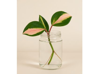 Hoya Carnosa Tricolor - Řízek