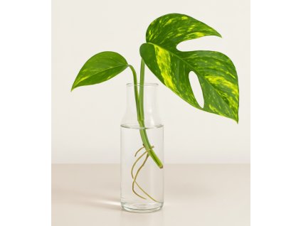 Epipremnum pinnatum Cintho Goldfinger - Řízek