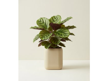 Samozavlažovací obal na květináč Edgar, průměr 12 cm