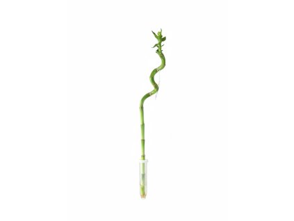 Šťastný bambus – Lucky Bamboo (Dracaena sanderiana), spirála